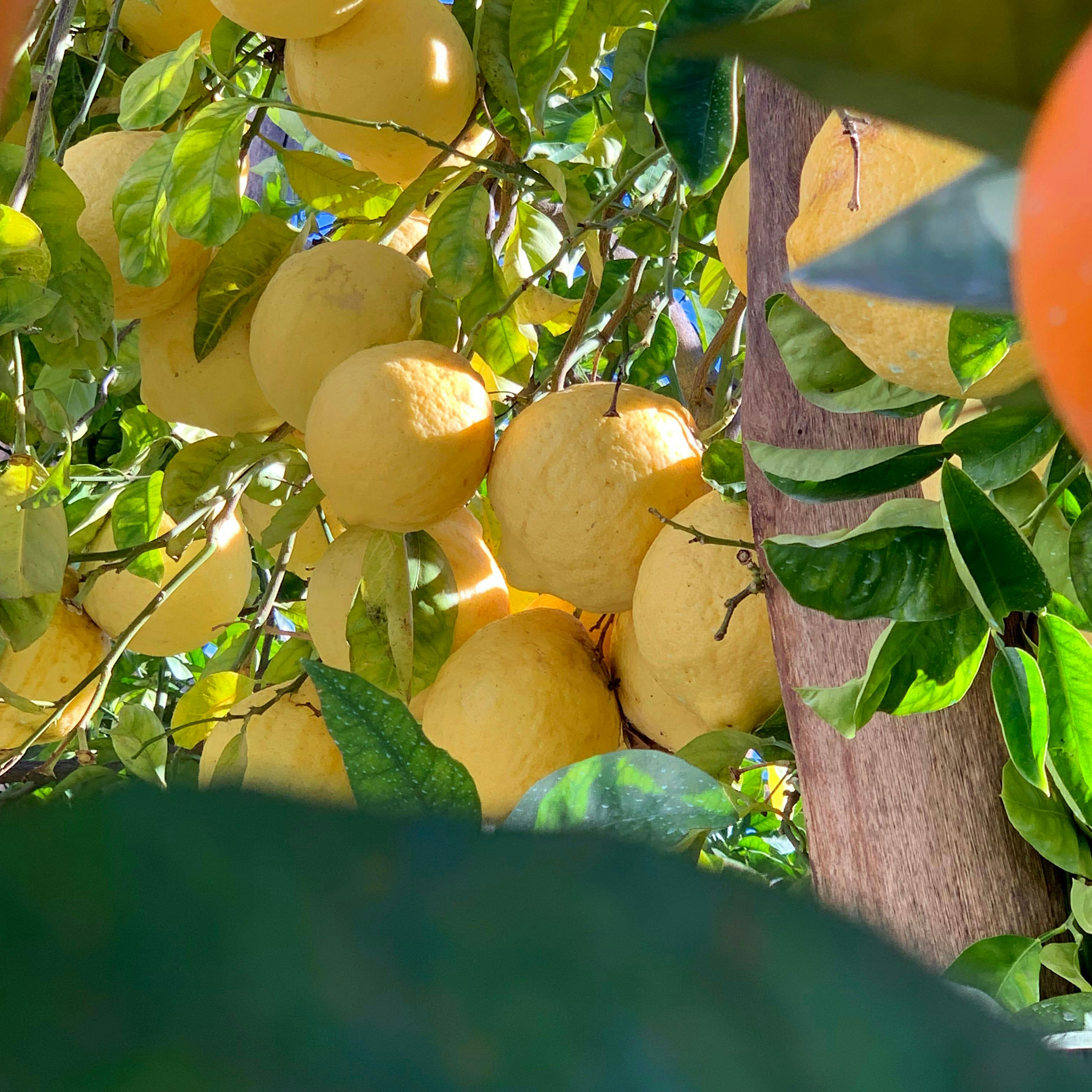 Sorrento Lemon Farm Small Group Tour with Lunch