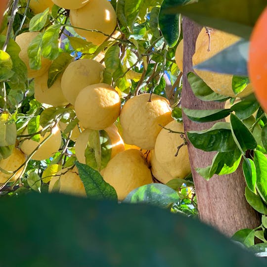 Visite en petit groupe de l'agritourisme de citronniers de Sorrente avec déjeuner