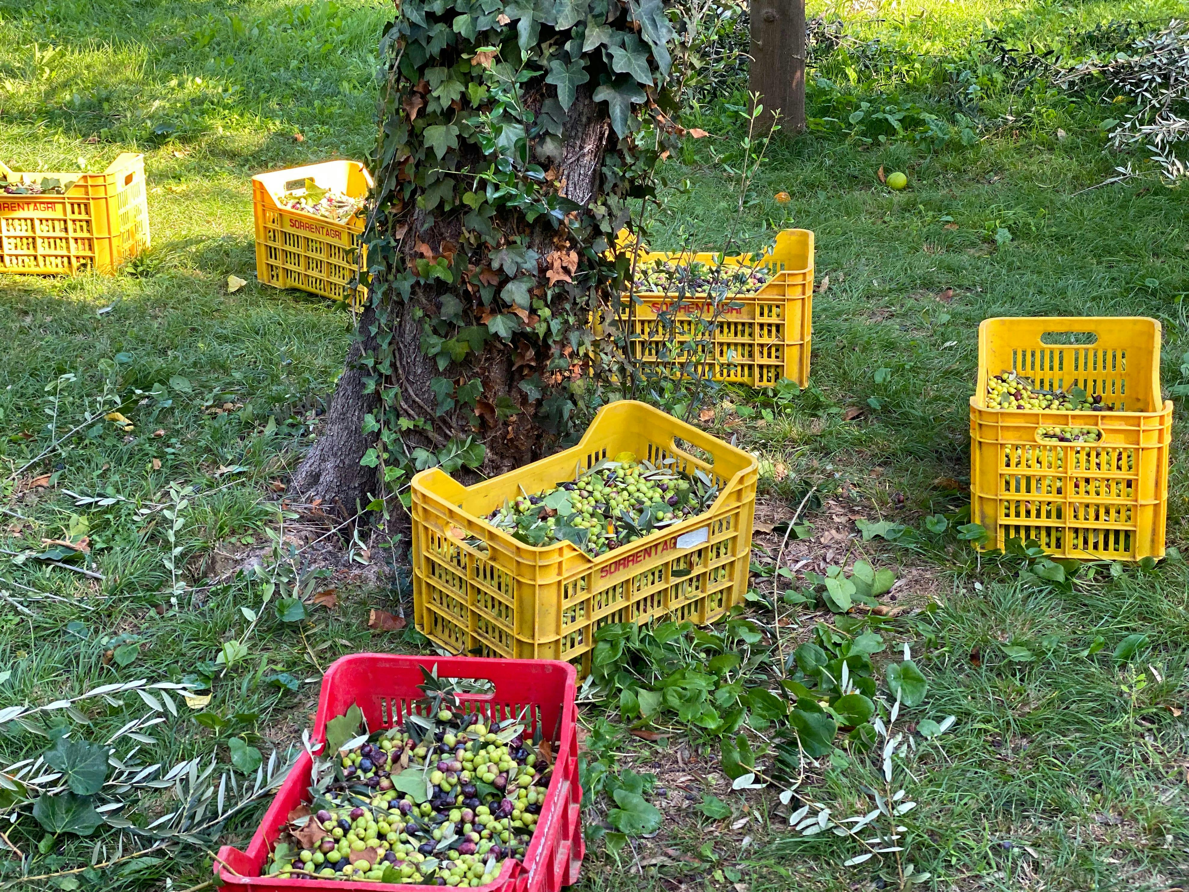 Sorrento Lemon Farm Small Group Tour with Lunch