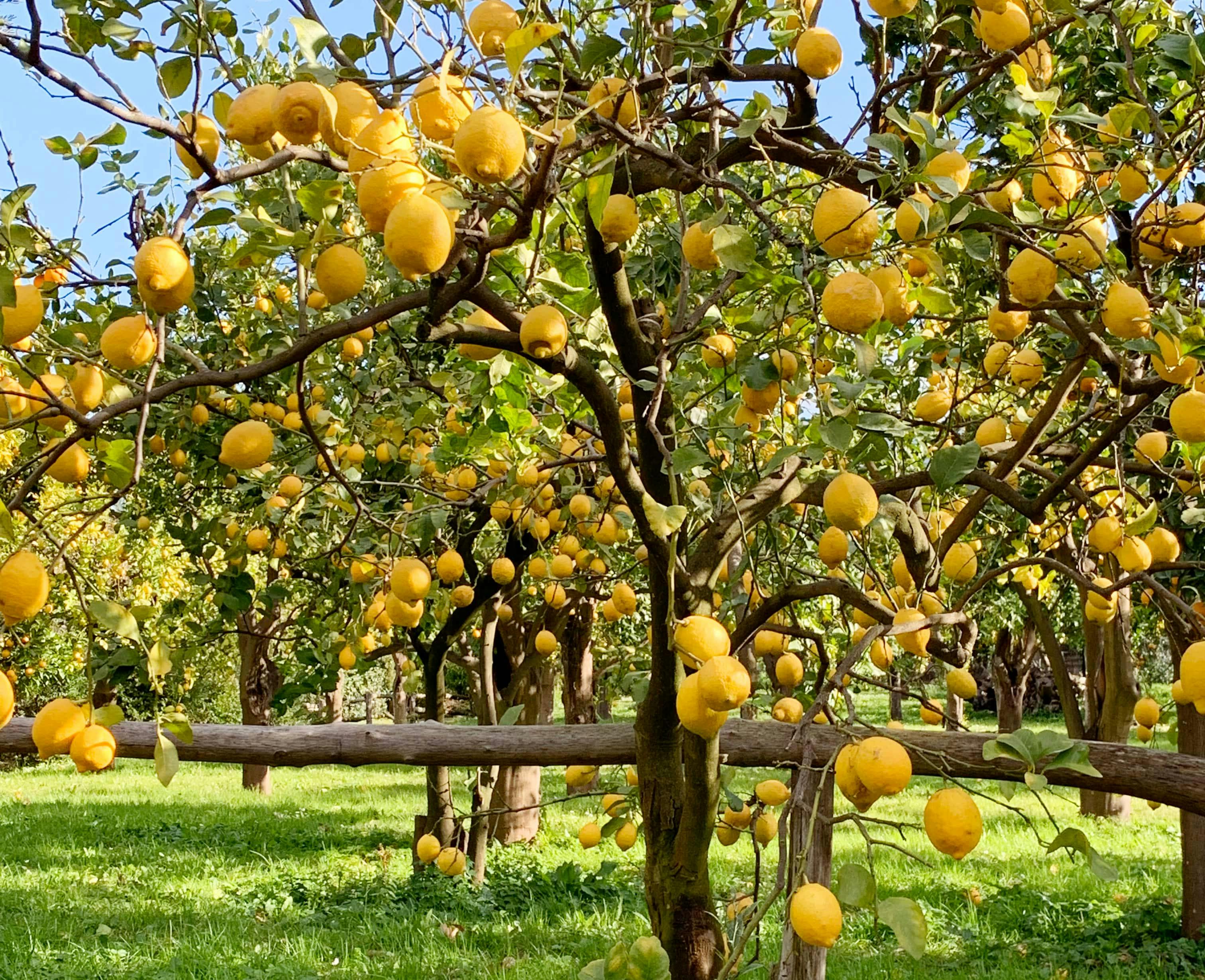 Sorrento Lemon Farm Tour