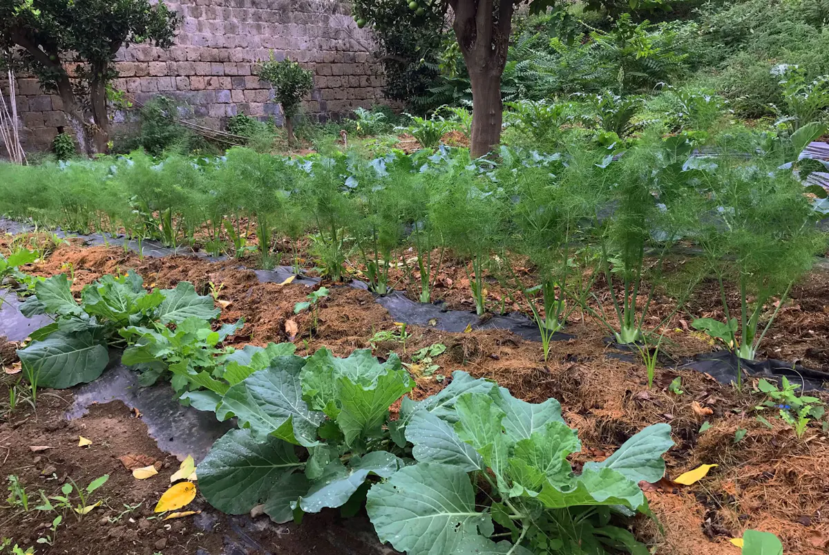 Sorrento Lemon Farm Tour