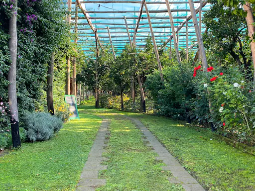 Sorrento Lemon Farm Tour