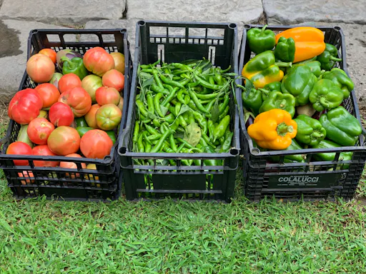Sorrento Lemon Farm Tour