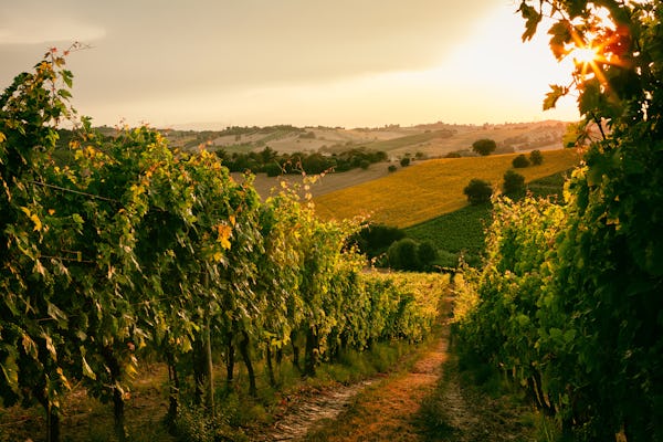 Führung durch ein Weingut und Weinprobe in der Nähe von Urbino