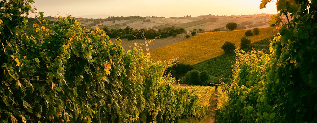 Guided winery tour and wine tasting near Urbino