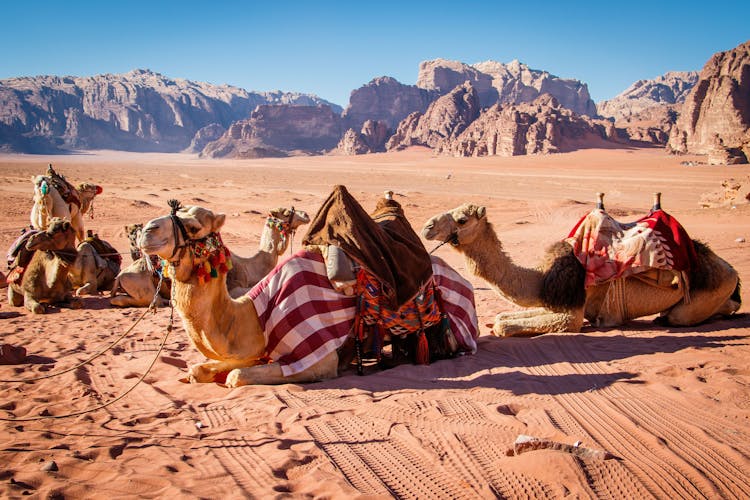 Wadi Rum private tour from Petra with Martian and Star Wars film sites