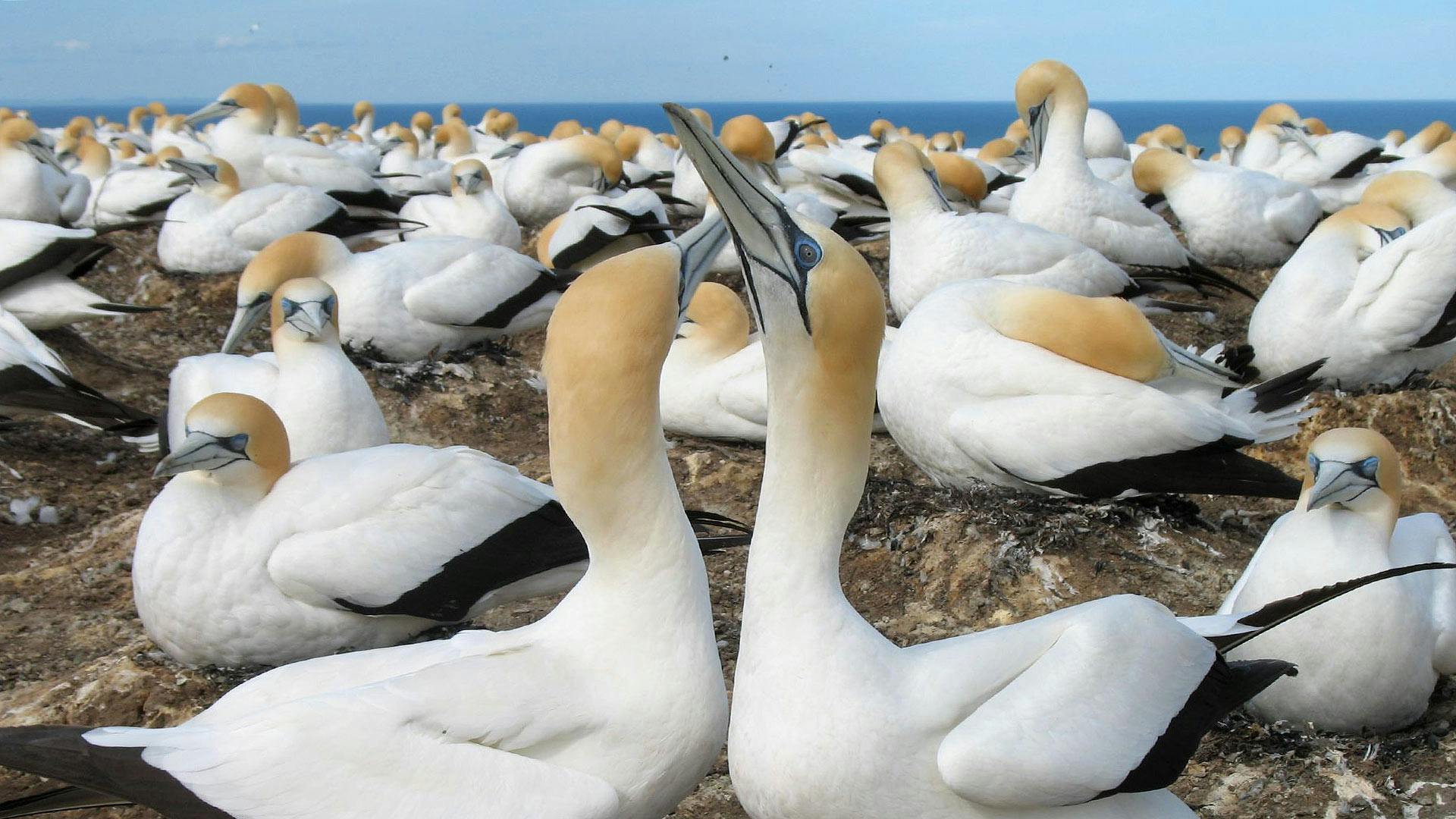 Tour ecologico di Muriwai Beach e sule con degustazione di vini