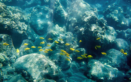 5-hour morning Kealakekua Bay snorkel adventure