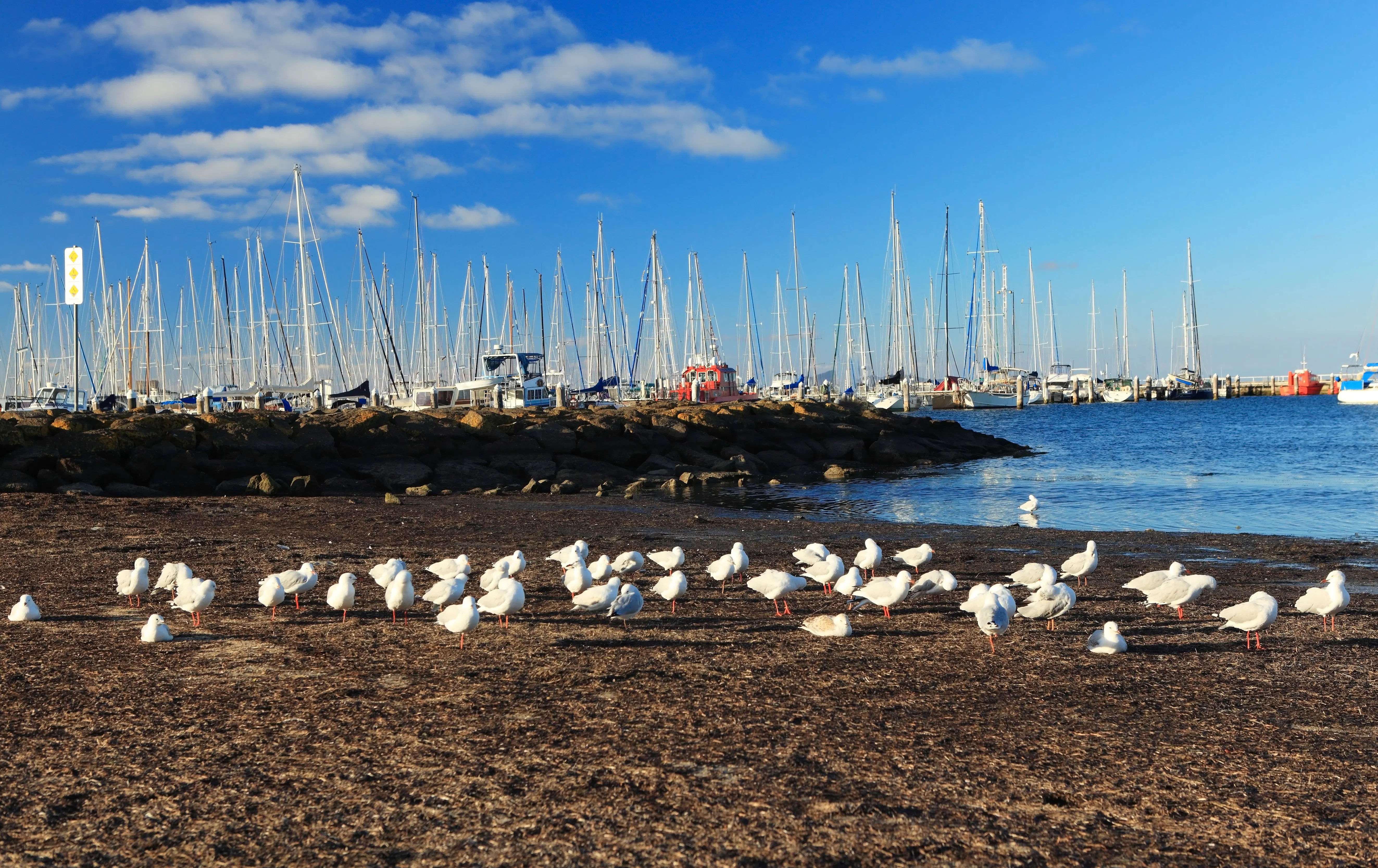 Geelong