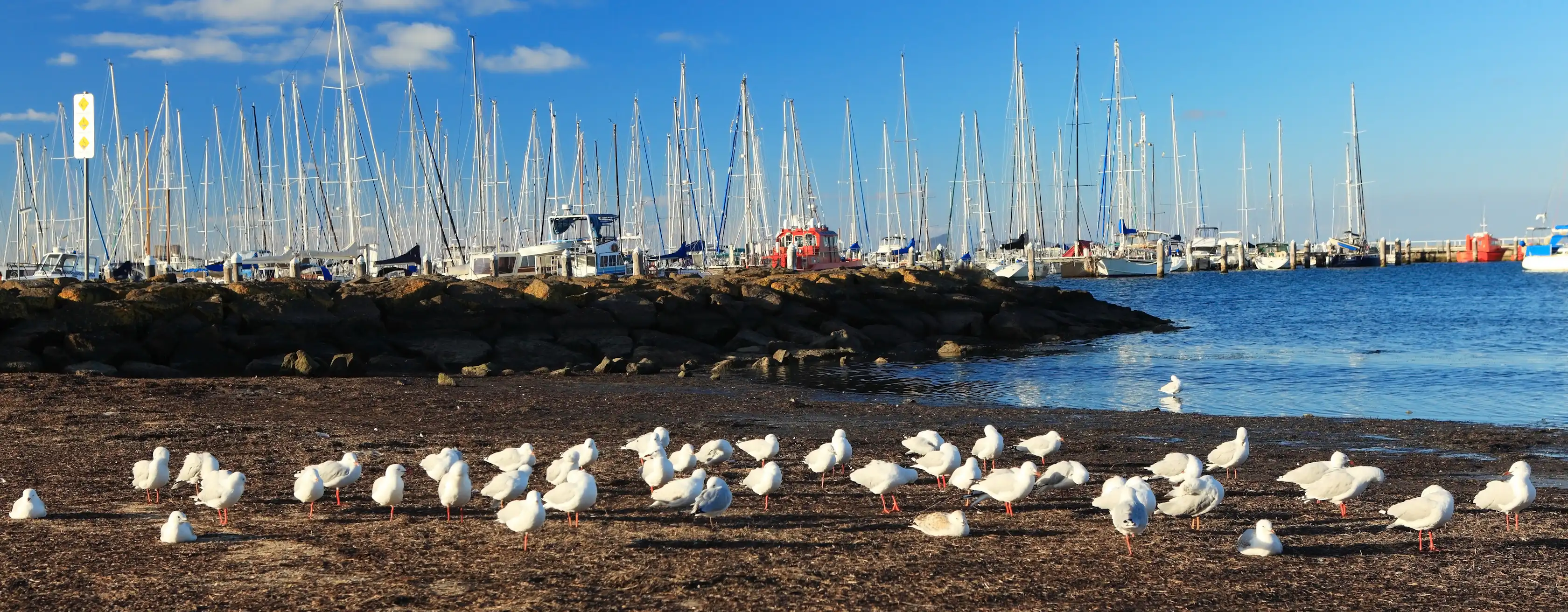 Activités à Geelong