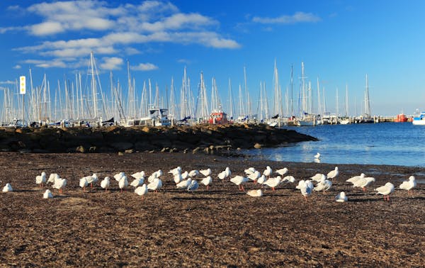 Geelong