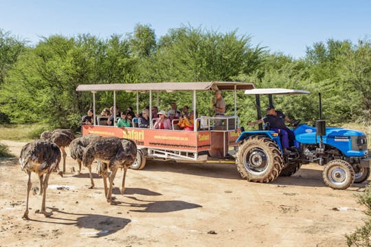 Oudtshoorn ostrich farm tractor safari