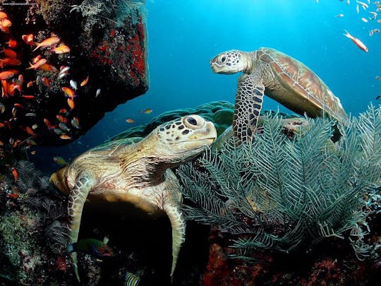 PADI Scuba Duikcursus