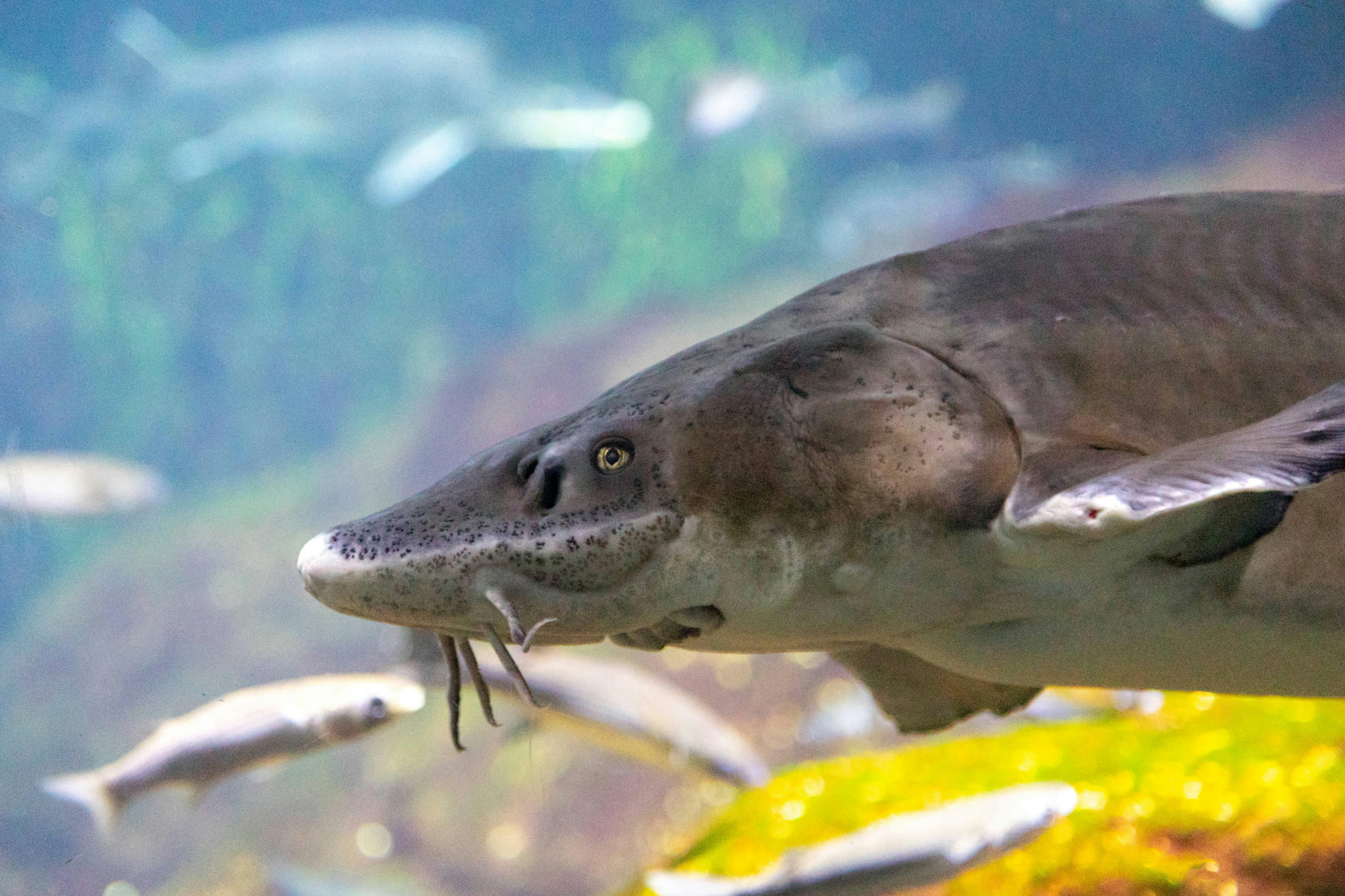 Barcelona Aquarium