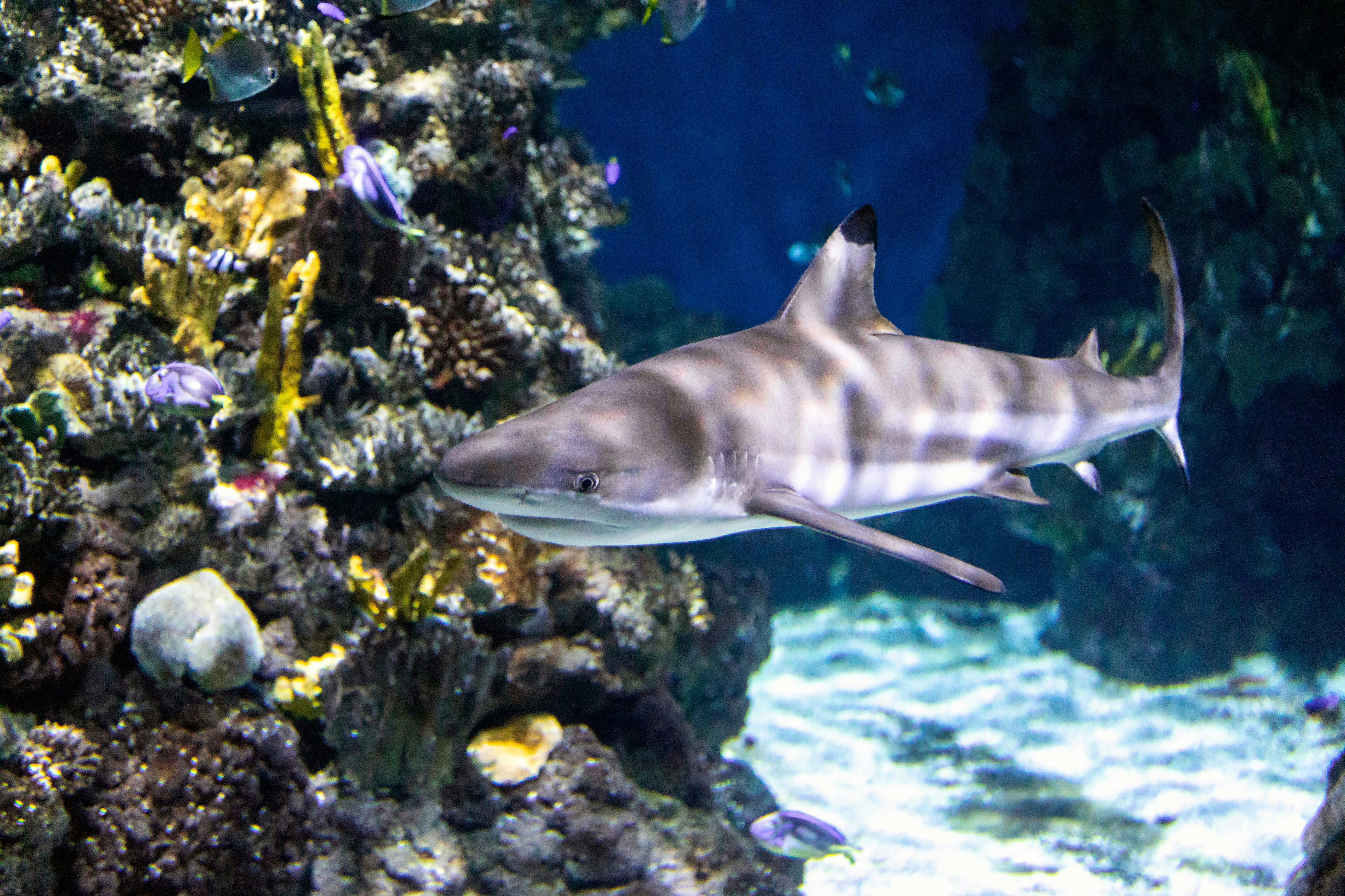 Barcelona Aquarium