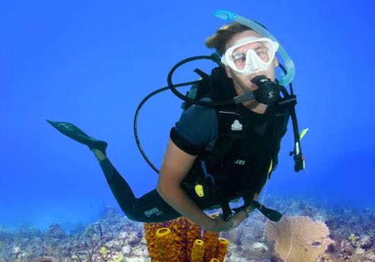 Diving Experience & Boat Tour of Catalina Island