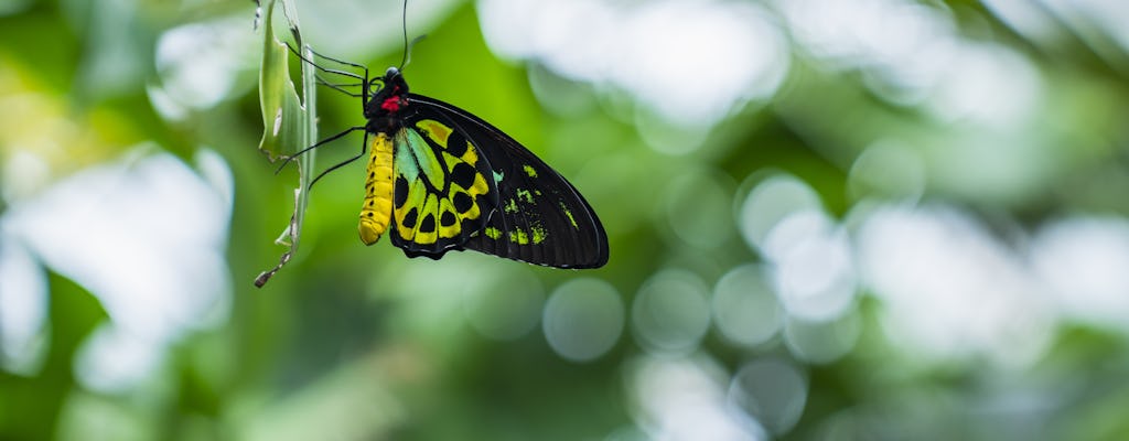 Pacchetto Kuranda Wildlife Experience