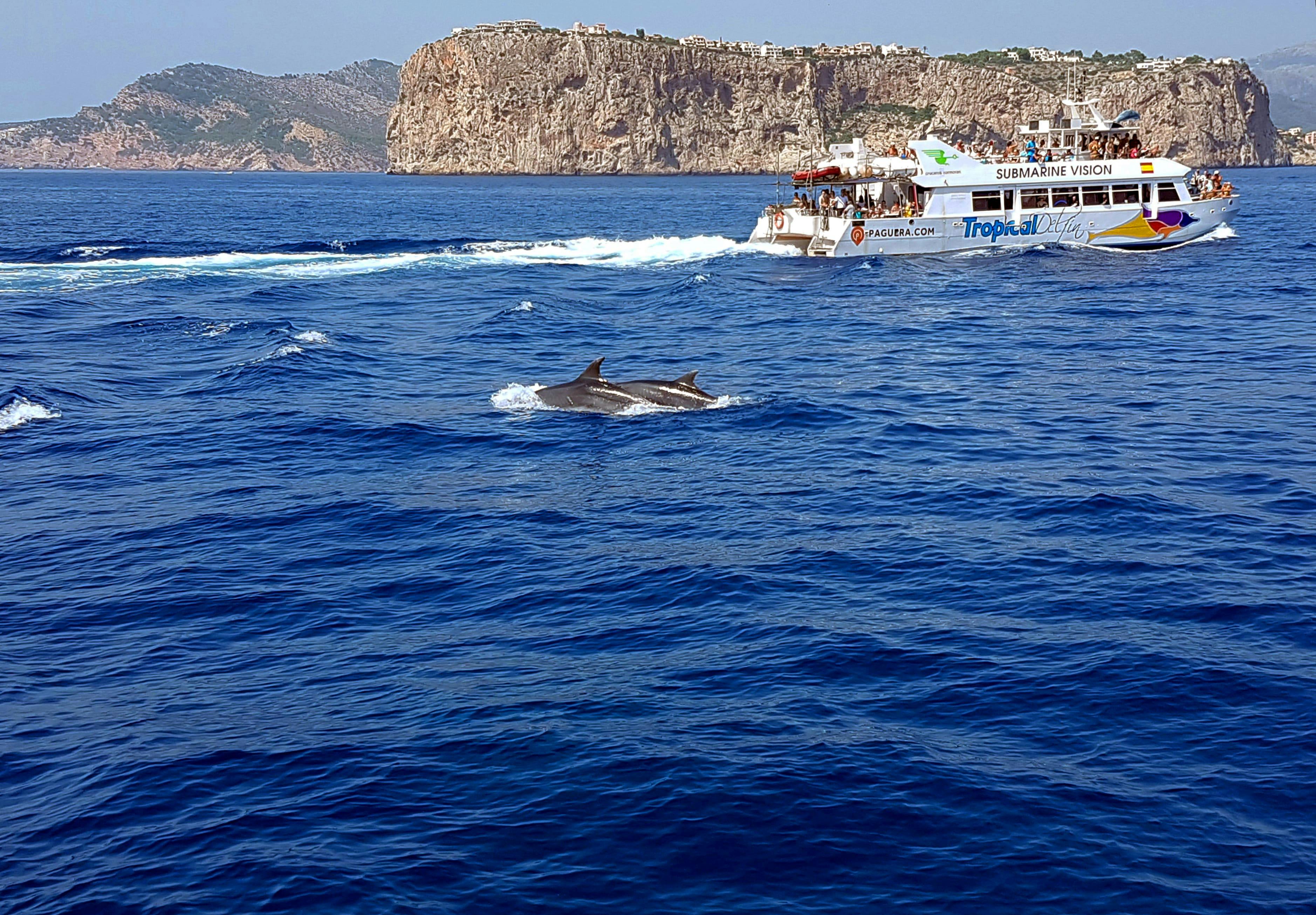 Dolphin watching with transfer by Cormoran Boats