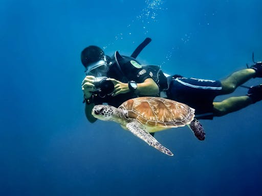 Diving Experience & Boat Tour of Catalina Island