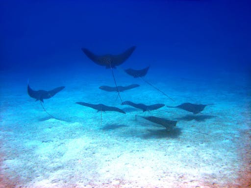 Diving Experience & Boat Tour of Catalina Island