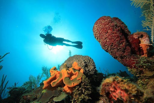 Diving Experience & Boat Tour of Catalina Island