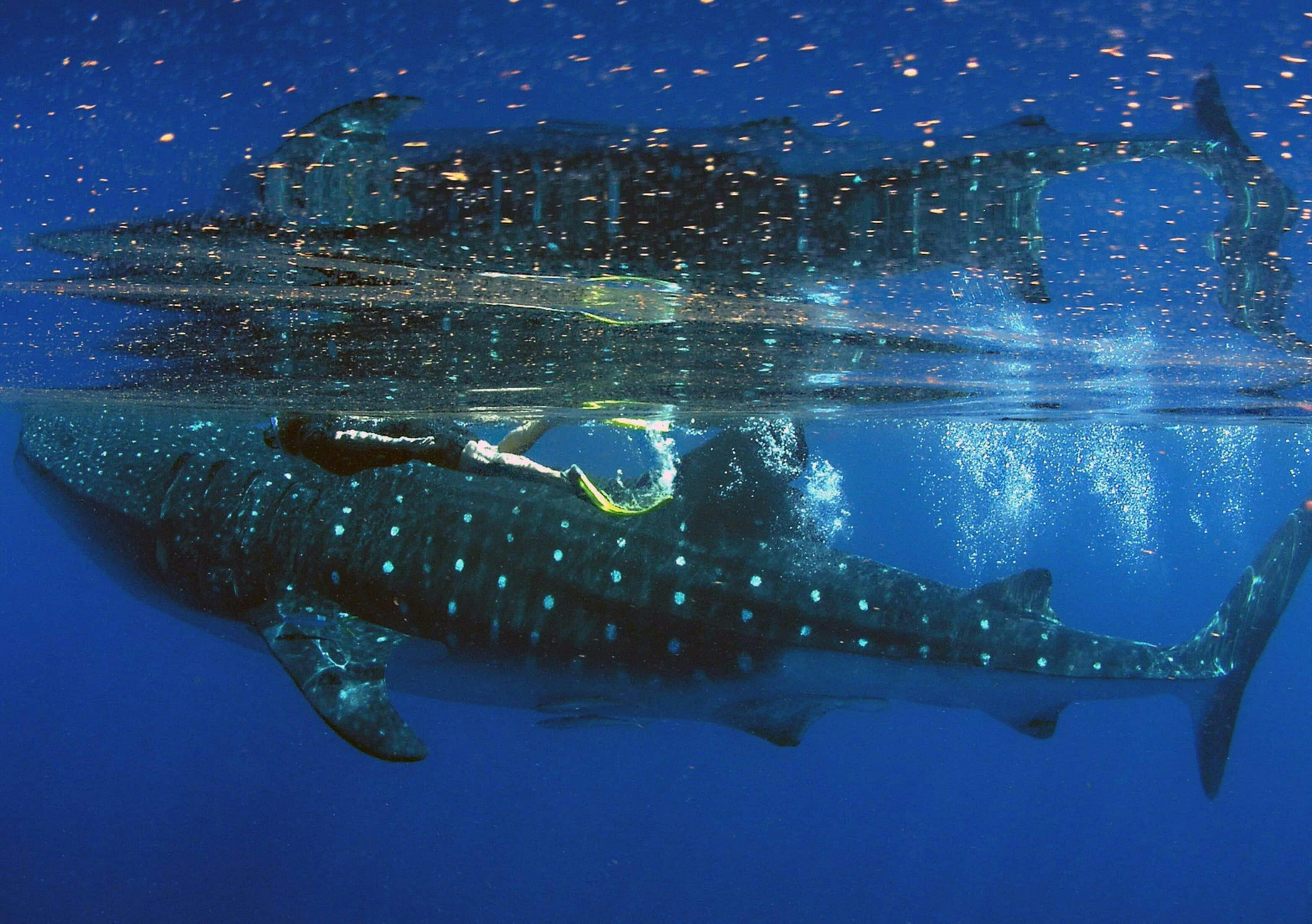 Cancun whale shark snorkelling tour