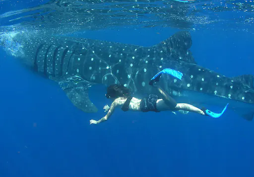Cancun Whale Shark Snorkelling Tour
