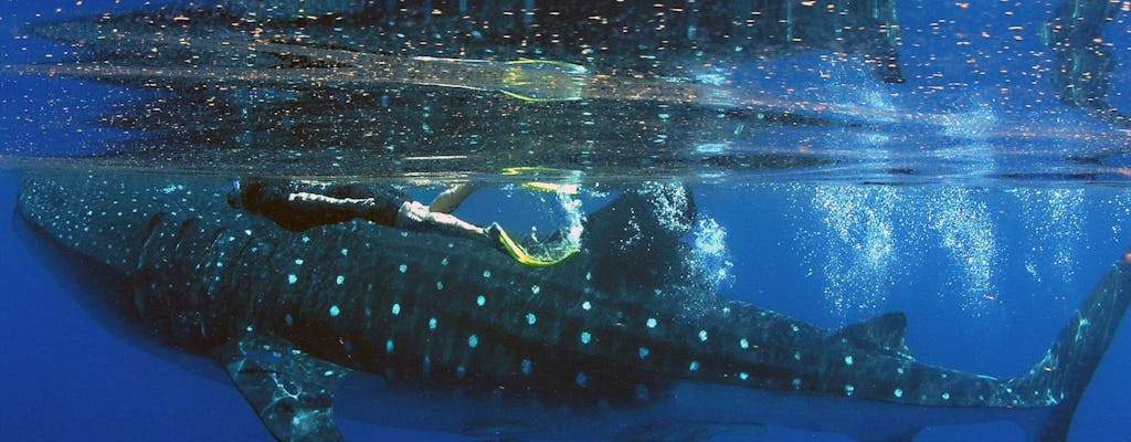 Snorkeling z rekinami wielorybimi