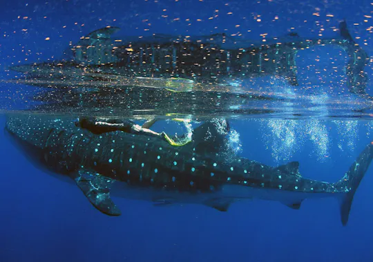 Cancun Walhai-Schnorcheltour