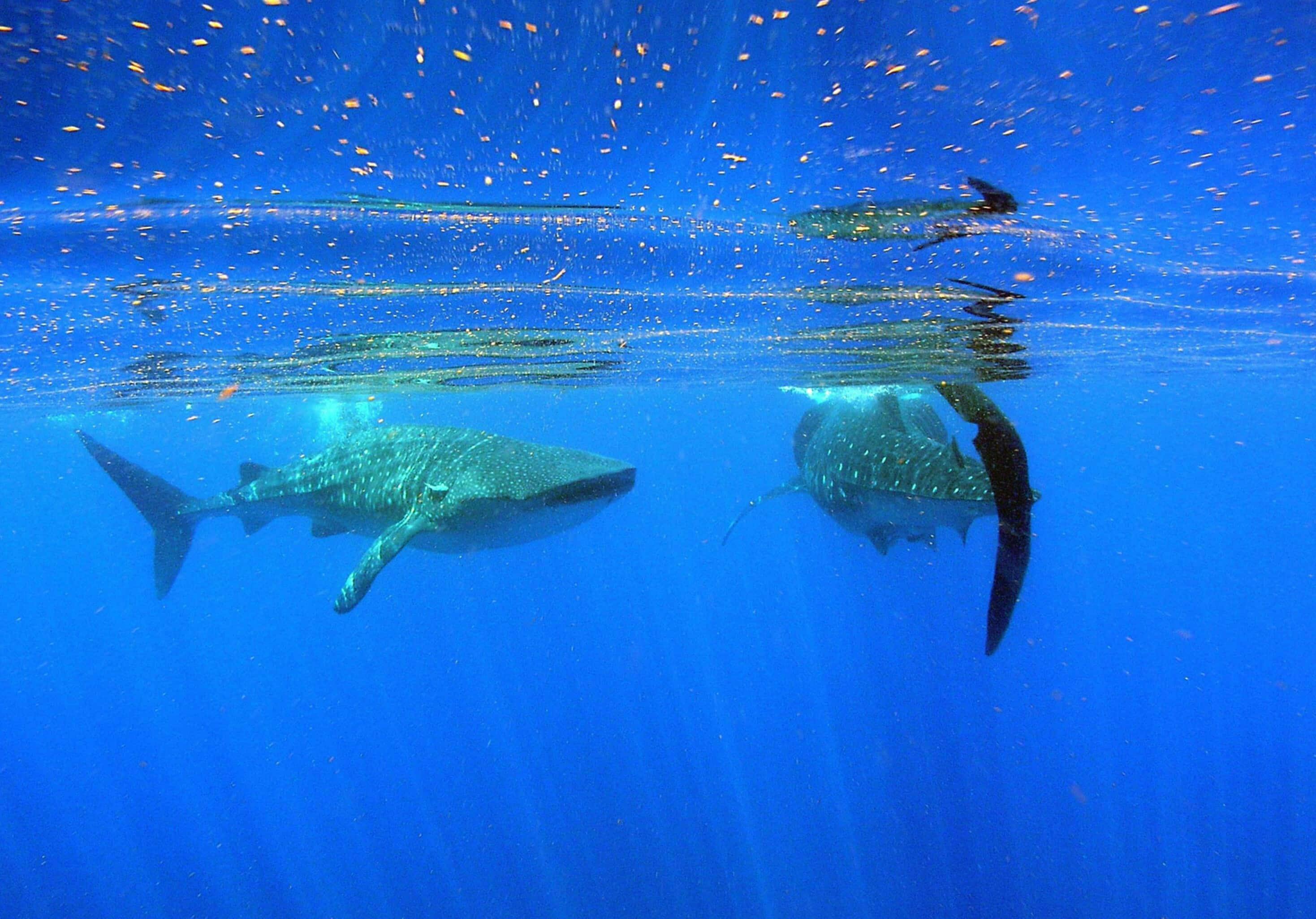 Cancun Whale Shark Snorkelling Tour