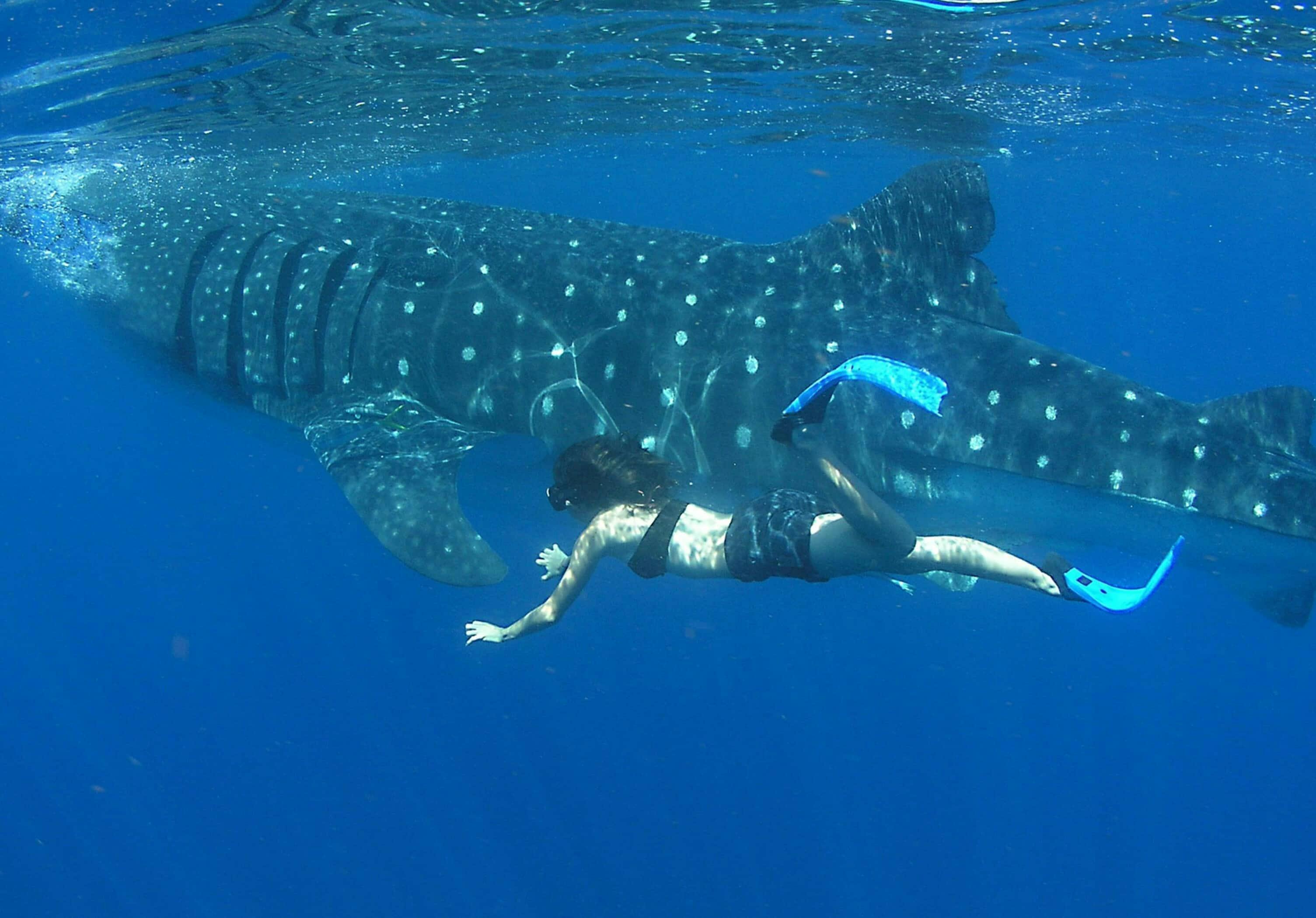 Cancun Whale Shark Snorkelling Tour