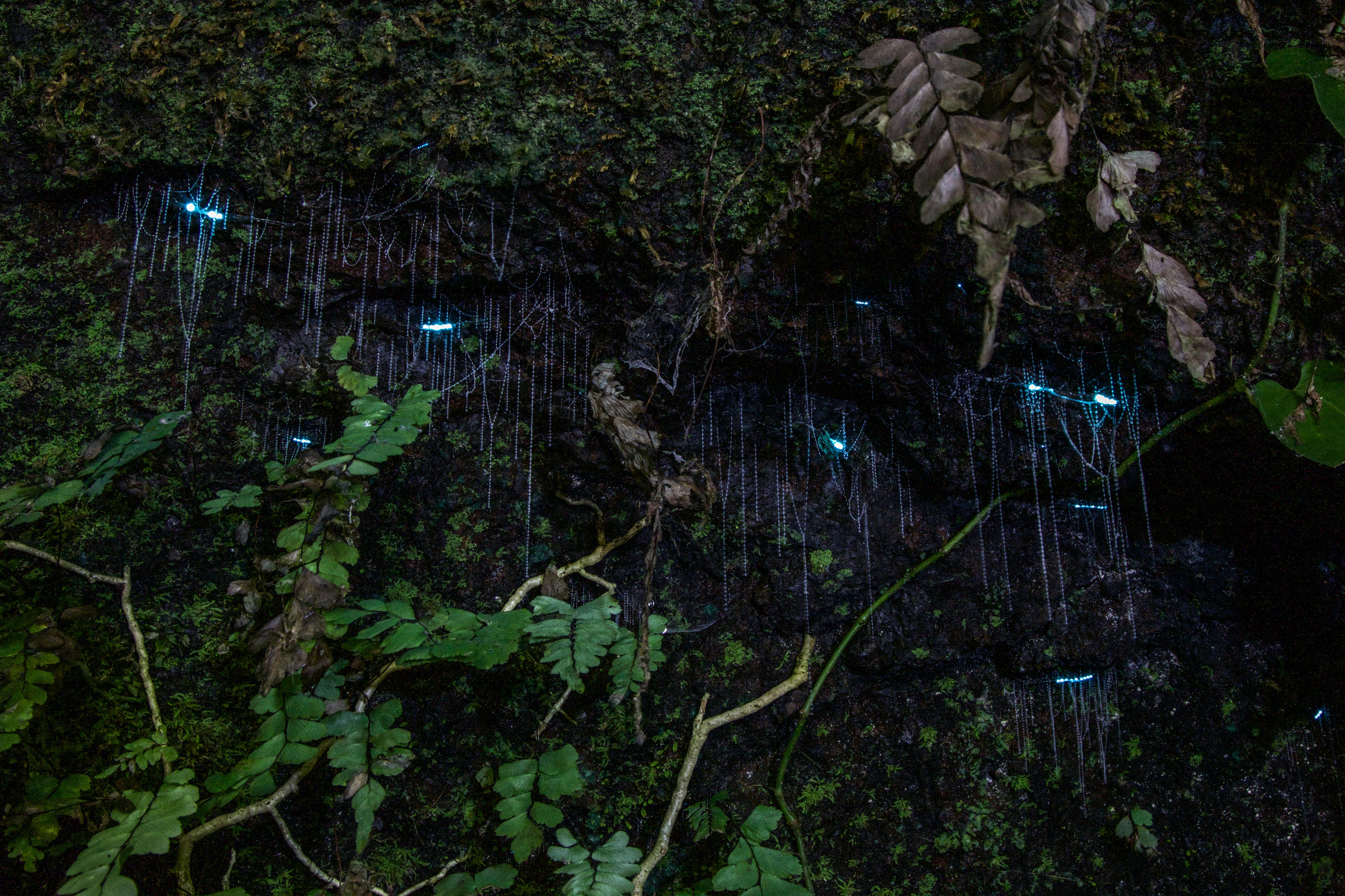 Wieczorna wycieczka po lesie deszczowym i świecącym robaku