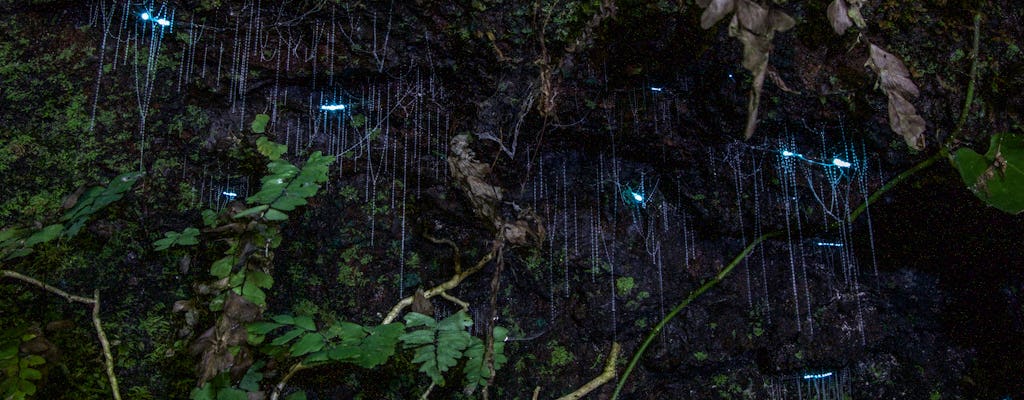Tour serale della foresta pluviale e delle lucciole