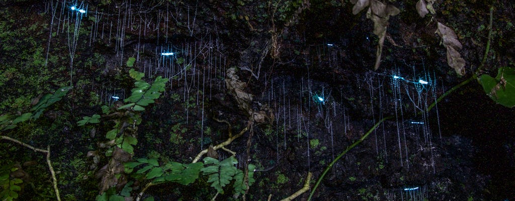 Evening rainforest and glow worm tour