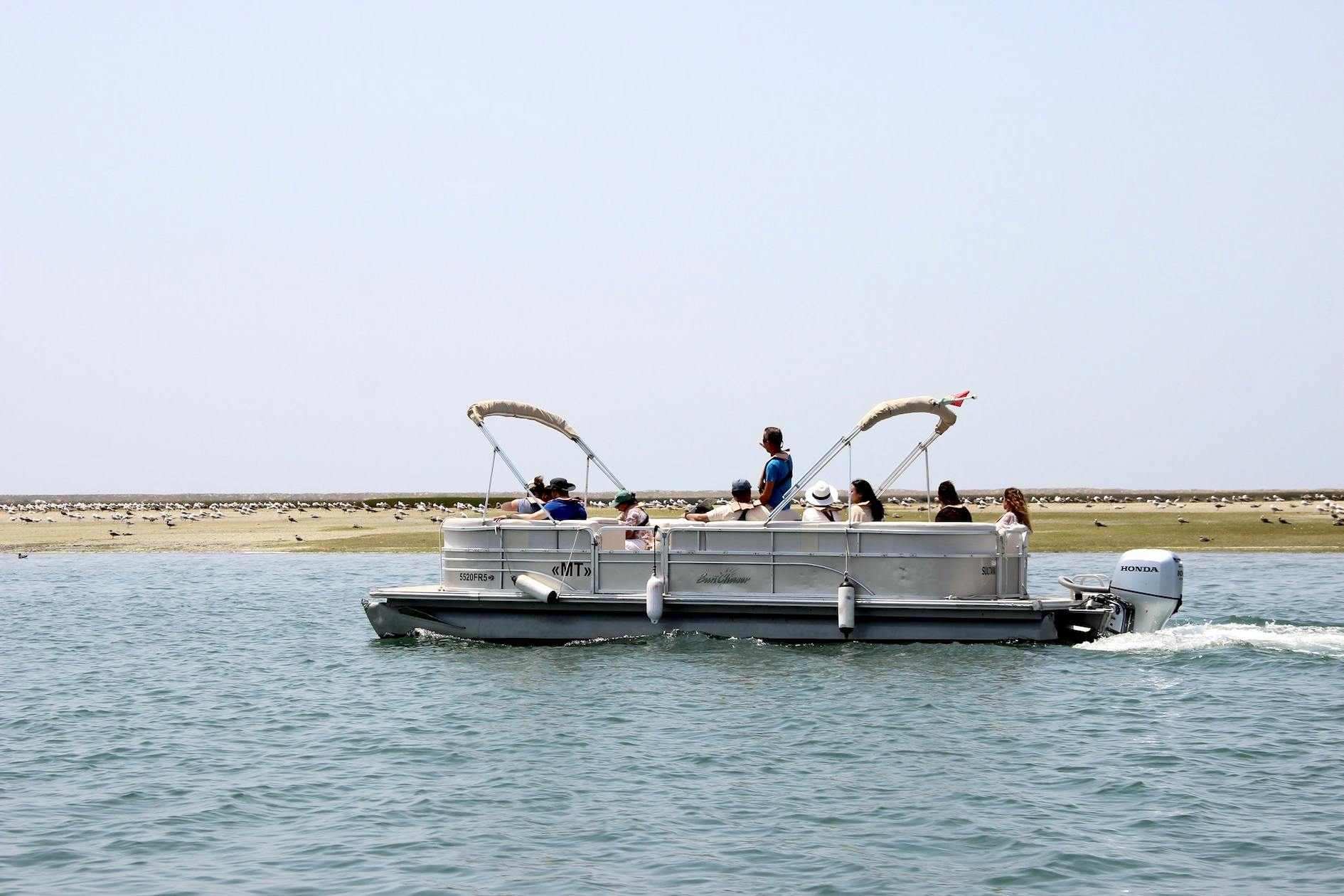 Passeio de barco de observação de aves na Ria Formosa