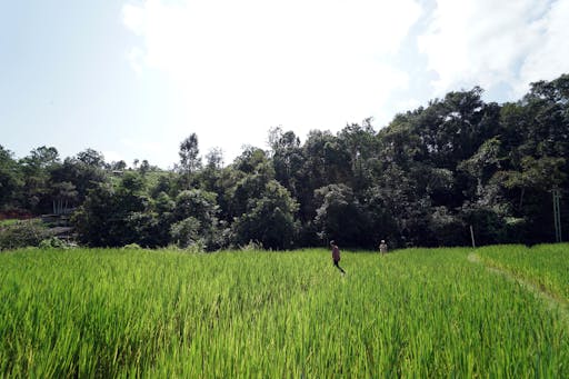 Chang Chill Elephant Sanctuary
