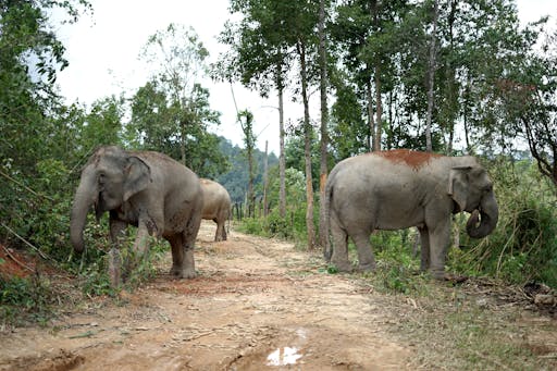 Chang Chill Elephant Sanctuary