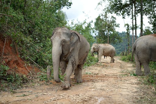 Chang Chill Elephant Sanctuary