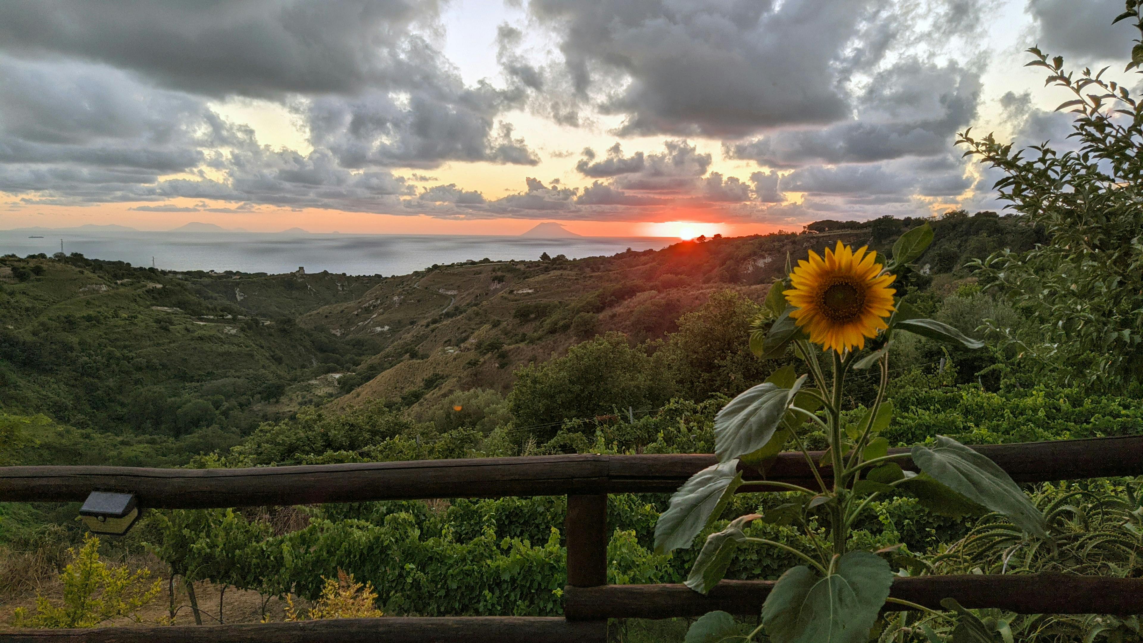 Calabria Vineyard Experience