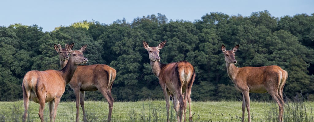 Prywatna wycieczka i piknik w Deer Forest z Kopenhagi?