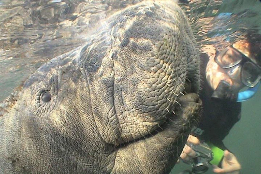 Manatees swimming and snorkelling experience by boat from Orlando