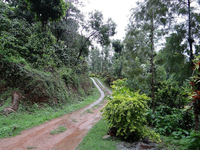 Tad Fane waterfall and Bolaven Plateau coffee full-day from Pakse