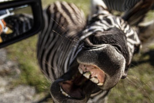 Ultimate Central Florida Everglades and Safari Park
