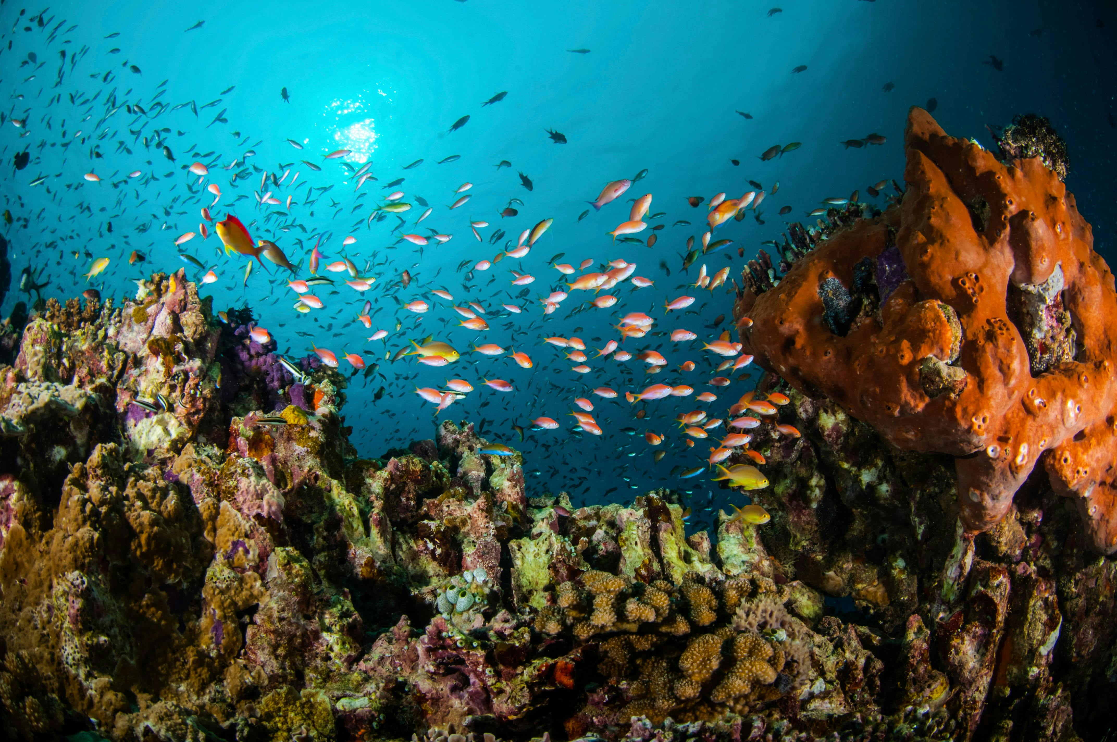 Lanzarote Advanced Scuba Dive