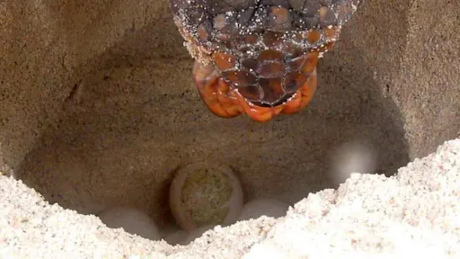 Glamping & Turtle Watching Experience