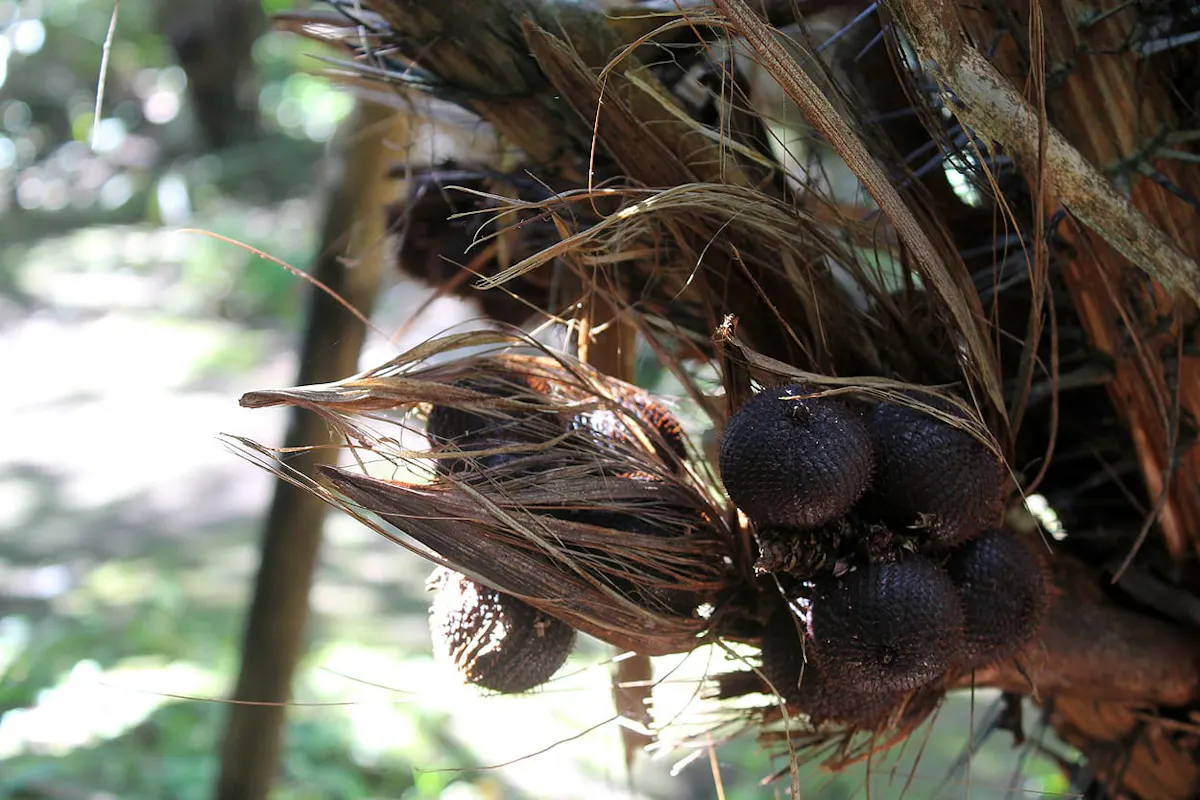 Eastern Bali 4x4 Tour with Salak Farming