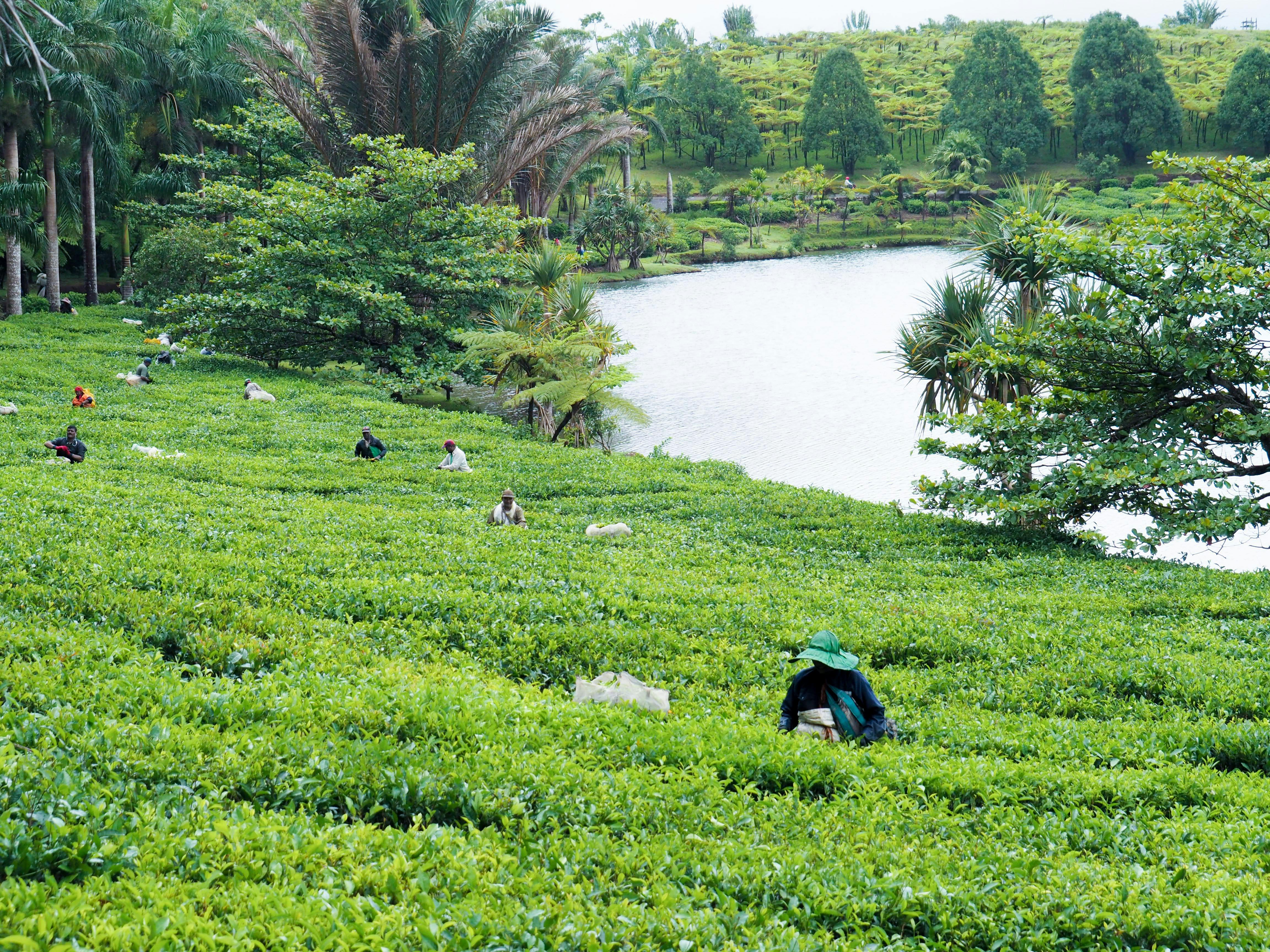 Bois Cheri tea picking