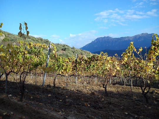 Degustazione del vino Cannonau ad Orgosolo