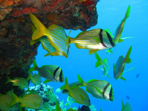 Scuba Diving in Punta Cana