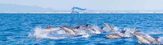 Algarve caves and dolphin watching tour
